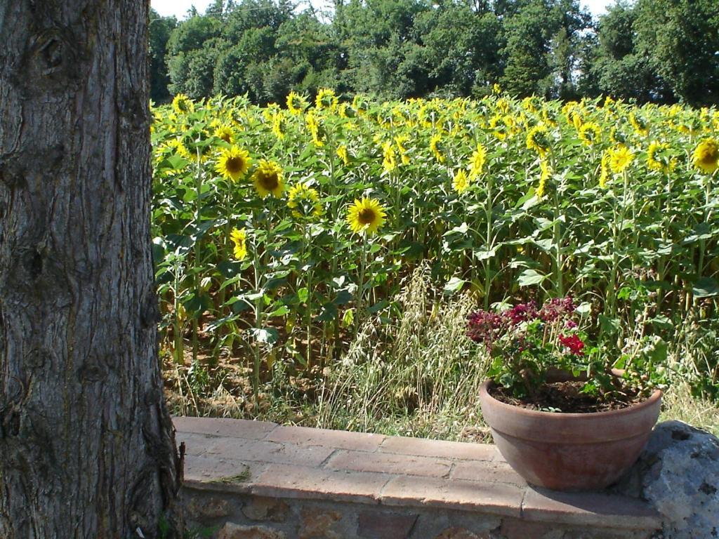 Casale Il Colombaio Di Toiano Hostal Sovicille Habitación foto