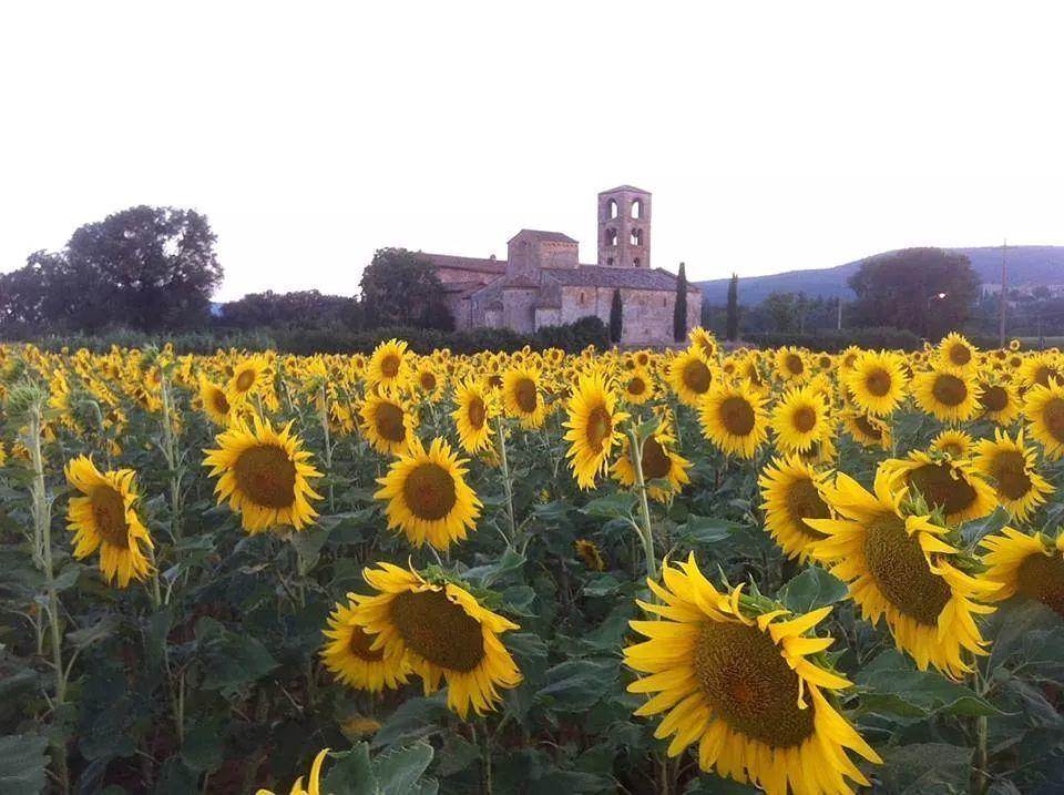 Casale Il Colombaio Di Toiano Hostal Sovicille Exterior foto